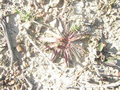 Euphorbia silenifolia