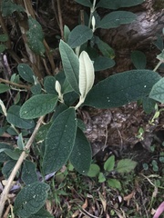 Buddleja bullata