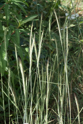 X Elyhordeum macounii