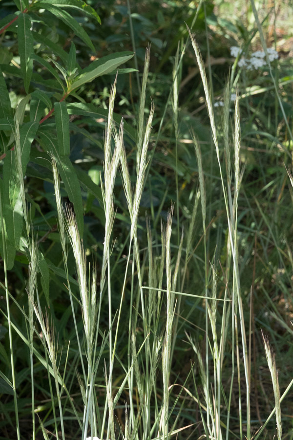 X Elyhordeum macounii