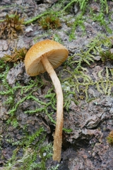 Phaeomarasmius proximans