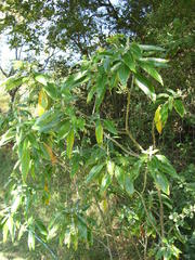 Solanum giganteum