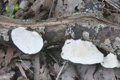 Skeletocutis semipileata