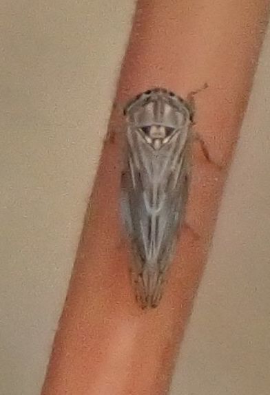 Aceratagallia longula