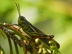 Stethophyma lineatum
