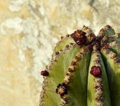 Euphorbia polygona