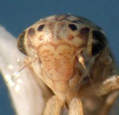 Ceratagallia longula