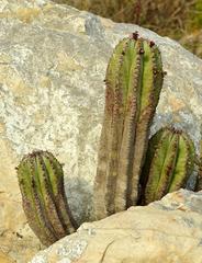 Euphorbia polygona