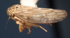 Ceratagallia longula