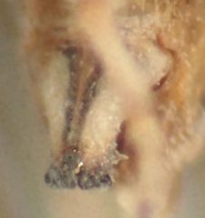 Ceratagallia longula