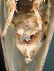 Ceratagallia longula