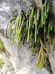 Phlegmariurus gnidioides