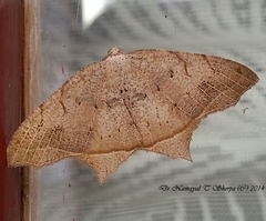 Oxymacaria temeraria