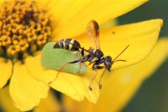 Psammaletes mexicanus