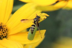 Psammaletes mexicanus