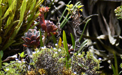 Echeveria quitensis