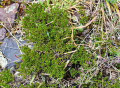 Arcytophyllum thymifolium