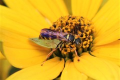 Psammaletes mexicanus