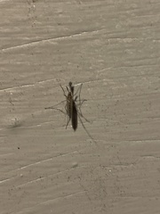 Coquillettidia perturbans