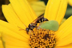 Psammaletes mexicanus