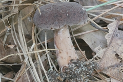 Lactarius mutabilis