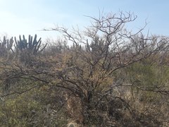 Mimozyganthus carinatus