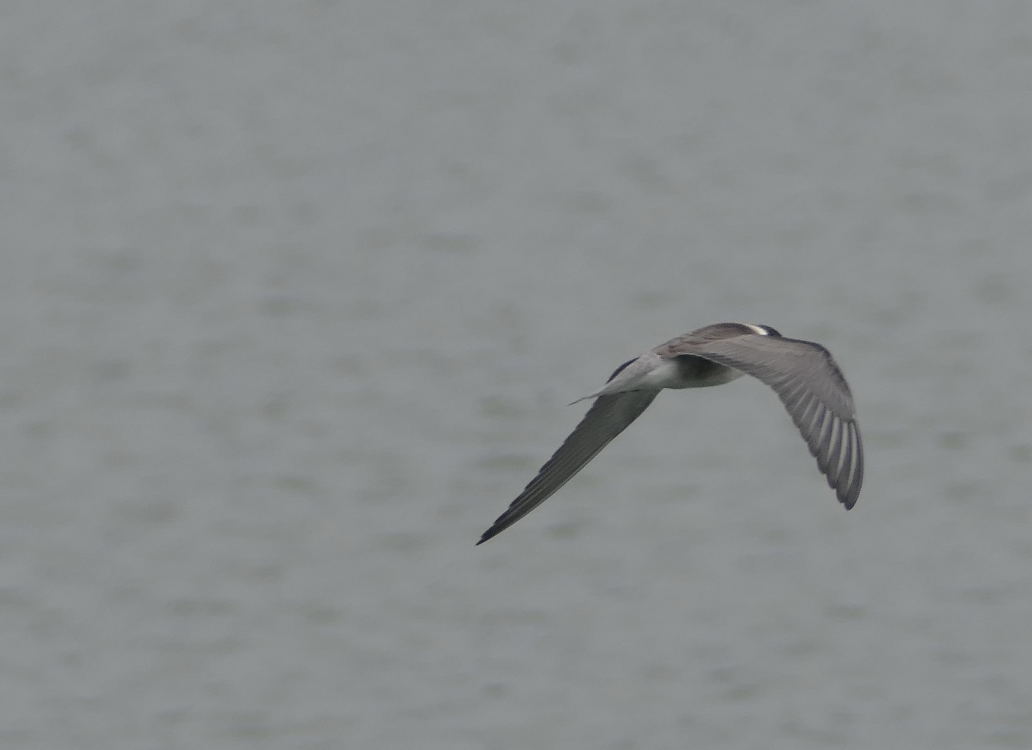 Black Tern