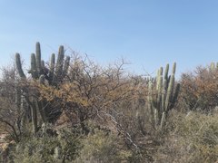 Mimozyganthus carinatus