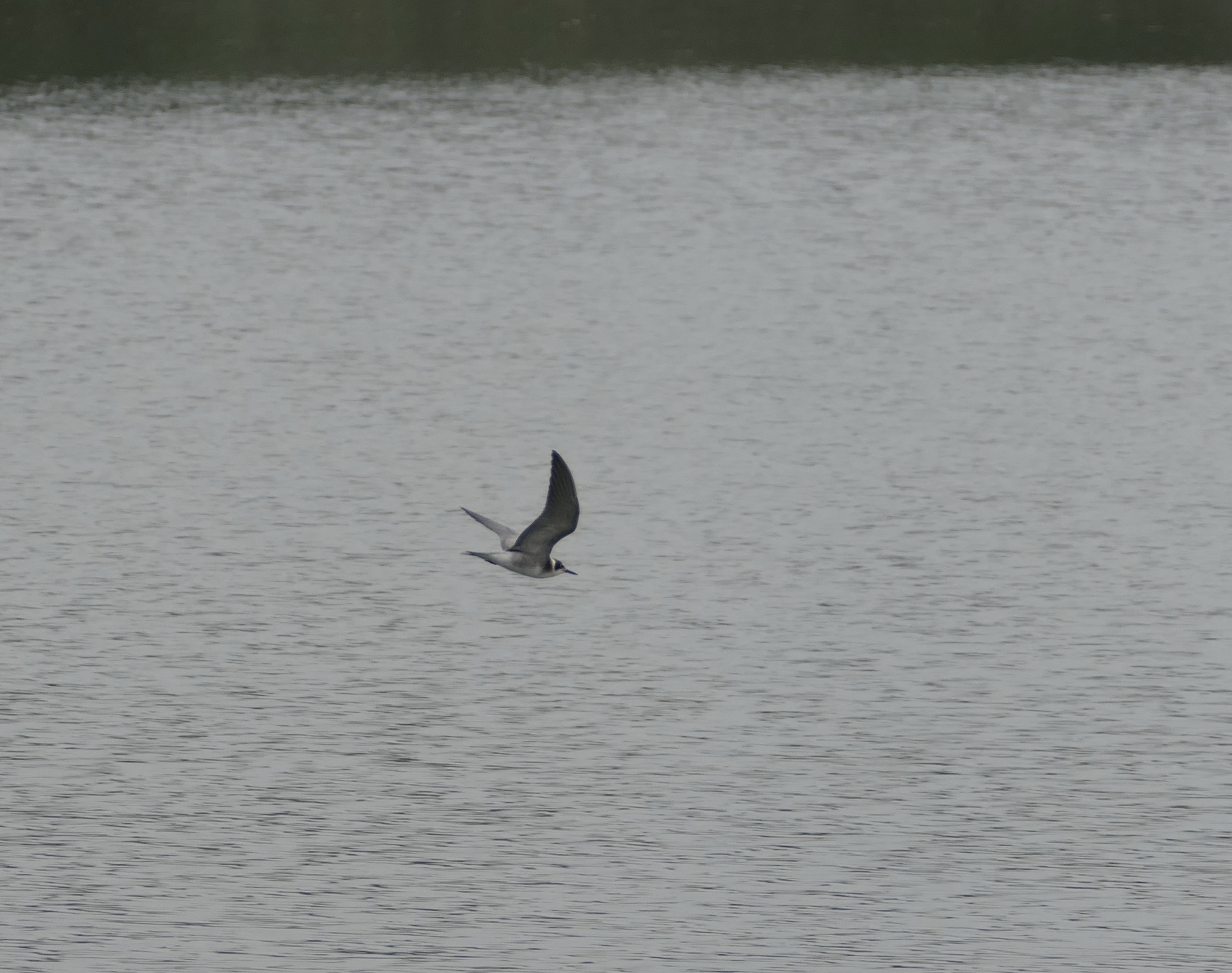 Black Tern