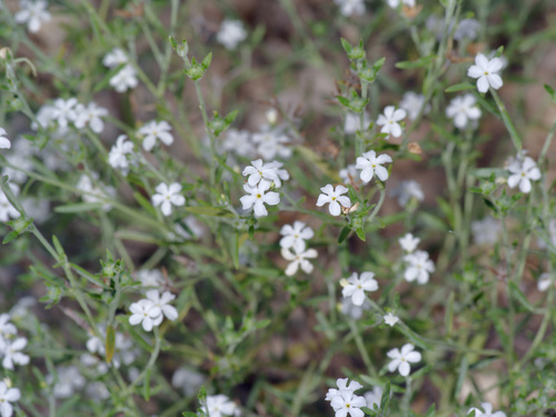 Pasture heliotrope (Euploca tenella)