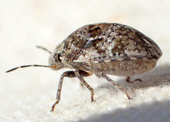 Homaemus proteus