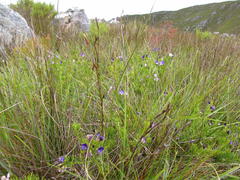 Psoralea laevigata
