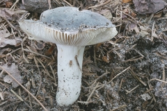 Russula modesta