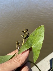 Sagittaria cuneata
