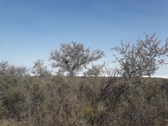 Geoffroea decorticans