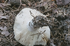 Russula modesta