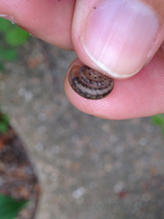 Daedalochila mooreana