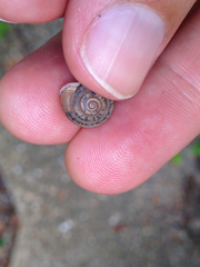 Daedalochila mooreana