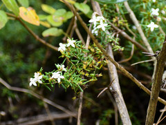 Arcytophyllum thymifolium