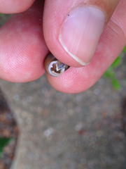 Daedalochila mooreana