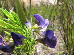 Psoralea laevigata