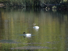 Cygnus melancoryphus