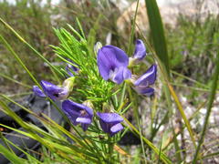 Psoralea laevigata