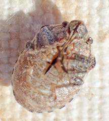 Homaemus proteus