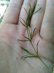 Najas guadalupensis