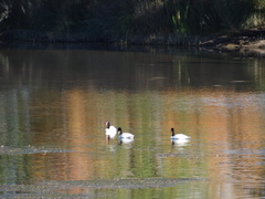 Cygnus melancoryphus