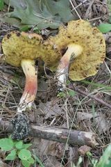 Cyanoboletus cyaneitinctus