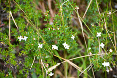 Arcytophyllum thymifolium
