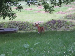 Vulpes vulpes