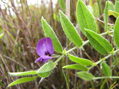 Psoralea monophylla